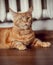 Beautiful fluffy  orange maine coon cat calm lying. Closeup