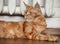 Beautiful fluffy  orange maine coon cat calm lying. Closeup