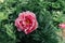 Beautiful fluffy peony flower in full bloom in the garden, green leaves background. Blooming peonies