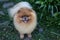 Beautiful and fluffy pomeranian dog in a spring forest flowers. Adorable dog. Dog in a forest.