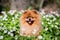 Beautiful and fluffy pomeranian dog in a spring forest flowers. Adorable dog. Dog in a forest.
