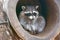 Beautiful fluffy raccoon, sitting in the hollow and looks out of it.