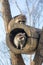 Beautiful fluffy raccoon, sitting in the hollow and looks out of it.