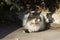 A beautiful fluffy street white-gray cat sits and yawns on the pavement and looks curiously into the lens. Homeless animal shows