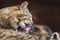 Beautiful fluffy tabby cat washes its hair with tongue