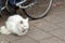 A beautiful fluffy white cat is sitting on a cobblestone street by a bike.