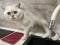 A beautiful fluffy white chinchilla cat with big green eyes and ears next to a faucet with flowing water for drinking