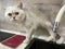 A beautiful fluffy white chinchilla cat with big green eyes and ears next to a faucet with flowing water for drinking