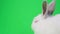 Beautiful fluffy white rabbit isolated on a background of chromakey. Bunny on a green background