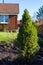 Beautiful fluffy young green dwarf Canadian spruce grows on black soil