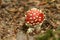 A beautiful Fly agaric fungus, Amanita muscaria, growing in woodland in the UK.