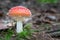 Beautiful fly agaric mushroom in green moss on blurry natural forest background. Amanita muscaria