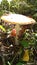 Beautiful fly agarics in the forest in the sun