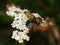 Beautiful fly with colored wings Phasia aurigera.