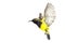 Beautiful flying Bird Olive-backed Sunbird isolate on White Background
