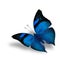 The beautiful flying blue butterfly on white background wiith sh