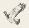 Beautiful flying dove. Hand drawn vector sketc