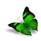 The beautiful flying green butterfly on white background