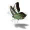 Beautiful flying green camouflage butterfly, Clipper (Parthenos