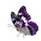 Beautiful flying purple butterfly, Common Commander (moduza procris) with stretched wings in fancy color profile isolated on whit