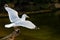 Beautiful flying seagull