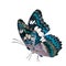 Beautiful flying turqouise blue butterfly, Common Commander (moduza procris) with stretched wings in fancy color profile isolated