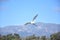 Beautiful Flying White Heron in Southern California