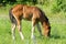 Beautiful foal