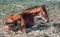 Beautiful  foal  in the farm yard in the morning light