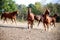 Beautiful foals playing in a pen on summer horse ranch