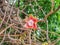 Beautiful focus flower of cannonball tree in the park