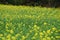 Beautiful focus shot of a canola flower field