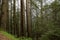 Beautiful focus shot of a forest scenery engulfed in mist