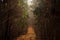 Beautiful foggy calm atmosphere road in the yellow woods on the