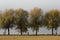 Beautiful foggy landscape with yellow willows