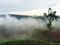 Beautiful foggy at rice fields, Thailand.