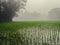 A beautiful foggy winter mornings and paddy fields in village in Bangladesh