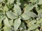 Beautiful foliage of Lamb`s Ear Stachys byzantina Silver Carpet plant