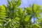 beautiful foliage of the sumac tree with green foliage foliage of the sumac tree in sunny weather