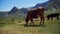 Beautiful footage of cows eating the grass