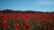 Beautiful footage of a large field of red poppies in the background. Landscape of nature. Natural background, motion video