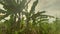 Beautiful footage of sun shining through foliage of green palm trees and exotic plants in balinese farmland. Banana