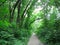 Beautiful footpath through a dense green forest in summer