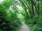 Beautiful footpath through a dense green forest in summer