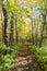 Beautiful footpath through a forest in fall colors