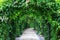 Beautiful footpath in the garden.