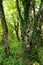 Beautiful forest in autumn in Plitvice National Park