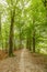 Beautiful forest avenue large beech trees, Fagus sylvatica