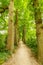 Beautiful forest avenue large oak trees along footpath on estate