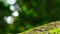 Beautiful forest bokeh background with copy space. Close up of stump covered with green moss on the background.